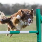 Sprite agility 089
