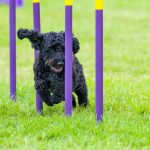 Ring-0001-Beginners-Agility-Midi-0135