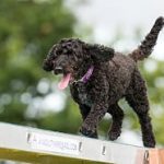 Ring-0001-Beginners-Agility-Midi-0142