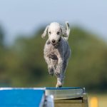 Ring-0001-Doggy-Jumps-Masters-Agility-Midi-0111