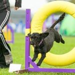 Ring-0002-Beginners-Agility-Midi-0085