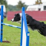 Ring-0004-Beginners-Steeplechase-II-Std-0043